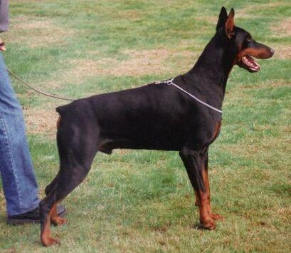 Ponch du Clos des Grognards | Black Doberman Pinscher