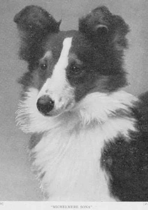 Michelmere Sona | Shetland Sheepdog 