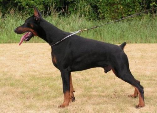 Carlos z Padoku (PKR II-70094) | Black Doberman Pinscher