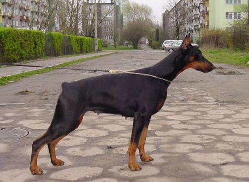 Victoria z Padoku | Black Doberman Pinscher