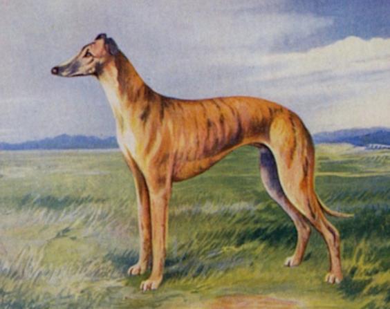 Lattoson of Devoir | Greyhound 