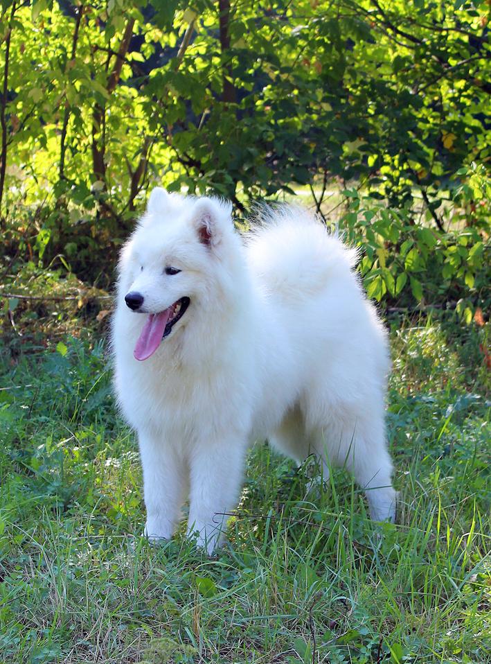 IZDOMASU MONTAND | Samoyed 