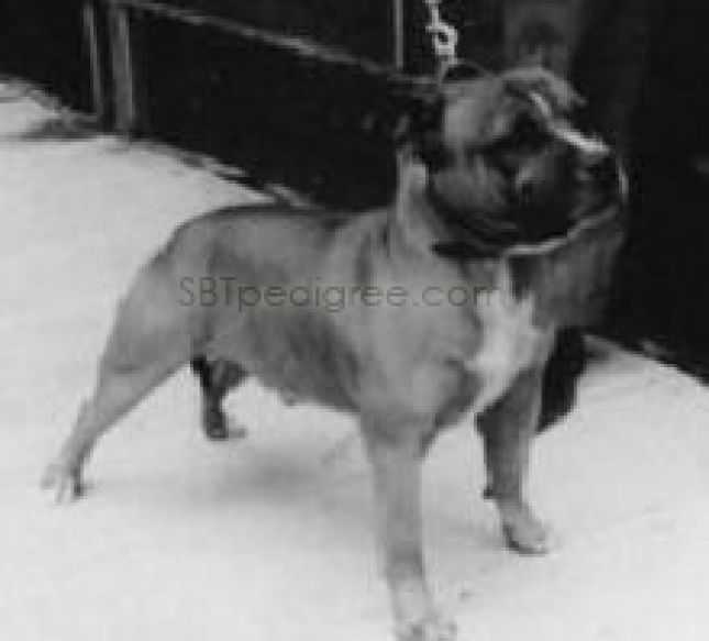 Jokartan Royal Tan | Staffordshire Bull Terrier 