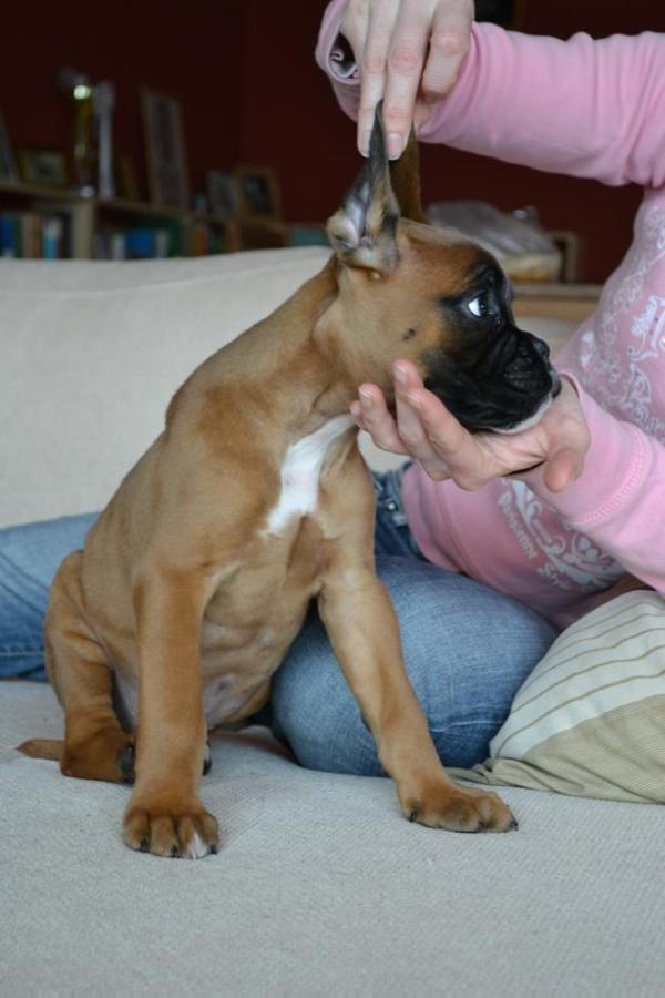 Sangreal Box Icco | Boxer 