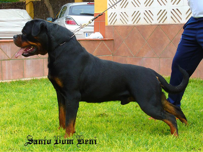 Santo Vom Beni | Rottweiler 