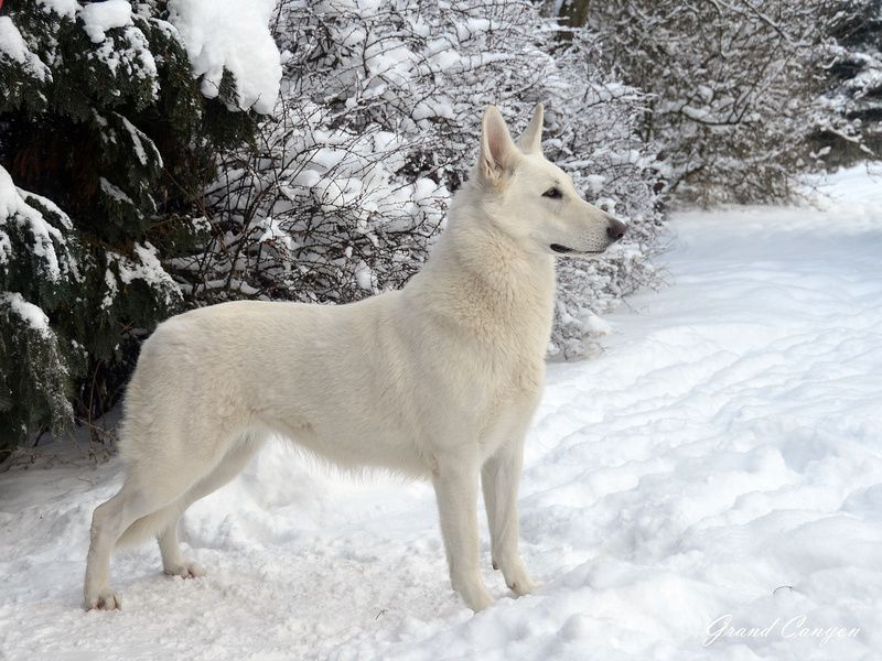 LULLABY Grand Canyon | White Swiss Shepherd Dog 