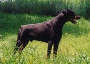 Shackleton's Indi | Black Doberman Pinscher