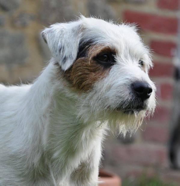 PAN PUDZIAN Mysia Zaglada FCI | Parson Russell Terrier 