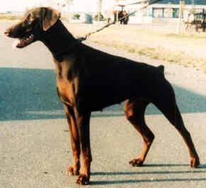 Arnlöv Fyrstinde Fame | Brown Doberman Pinscher