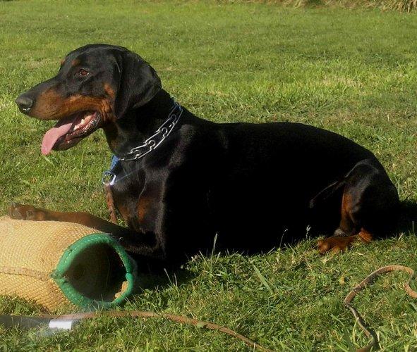 Bingo do Zarzallo | Black Doberman Pinscher