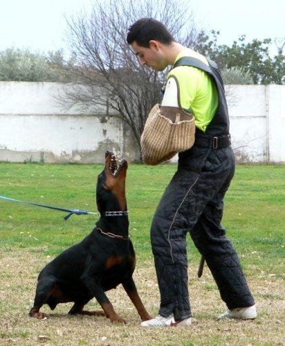 Bonny do Zarzallo | Black Doberman Pinscher