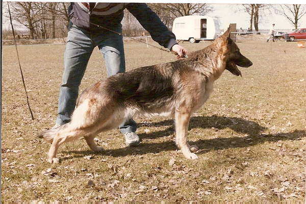 Vesterlund Bonny | German Shepherd Dog 