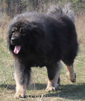 Ratmir Charan Gordolan | Caucasian Mountain Dog 