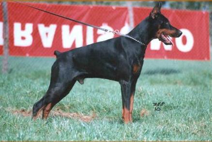 Qujo di Latiano | Black Doberman Pinscher