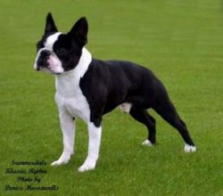 Summadale Klasic Rythm | Boston Terrier 