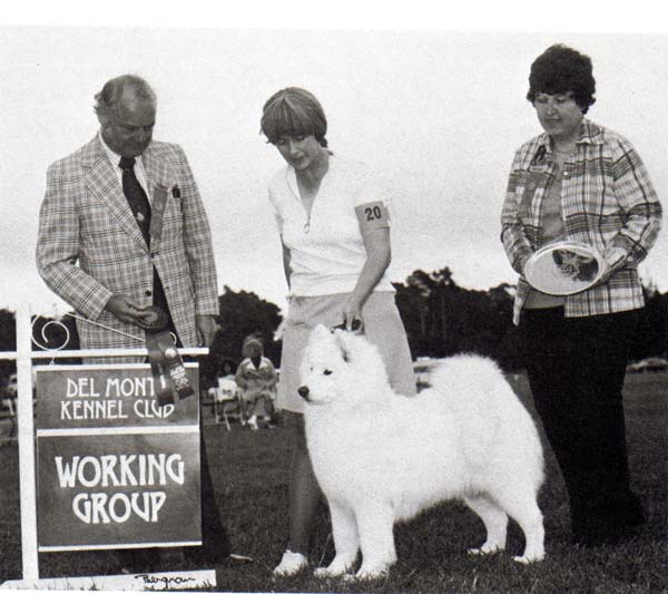 Ice Way's Ice Cube | Samoyed 