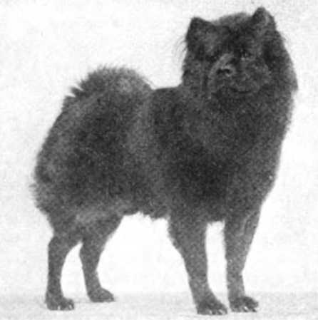 Dinkie of Newlands 165392 | Chow Chow 