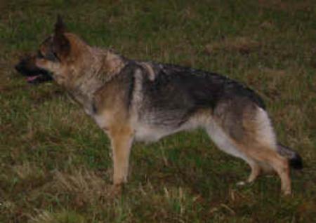 Askeslätt's Asta | German Shepherd Dog 