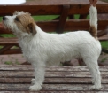 MILA Bieszczadzkie Leszcze | Jack Russell Terrier 