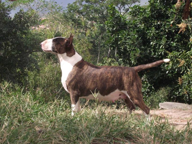 Pandora Duc Pollack | Bull Terrier 