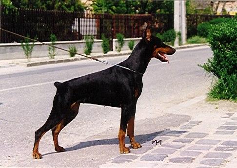 Ashanti King of Darkness | Black Doberman Pinscher