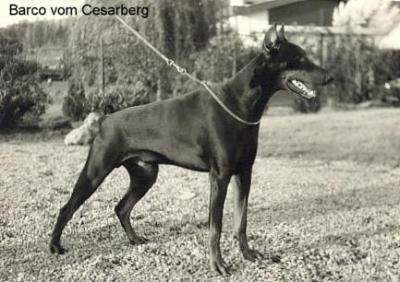 Barco v. Cesarberg | Black Doberman Pinscher