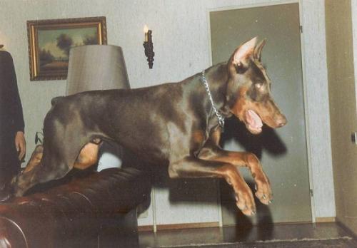 Duncan v. Horsbornsand | Brown Doberman Pinscher