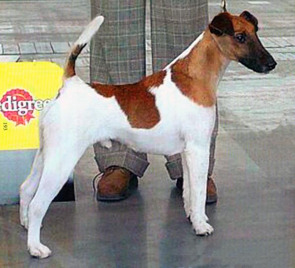 Belfox Eleazard | Smooth Fox Terrier 