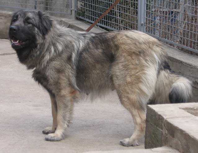 GORA OD KEF | Yugoslavian Shepherd Dog-Sarplaninac 