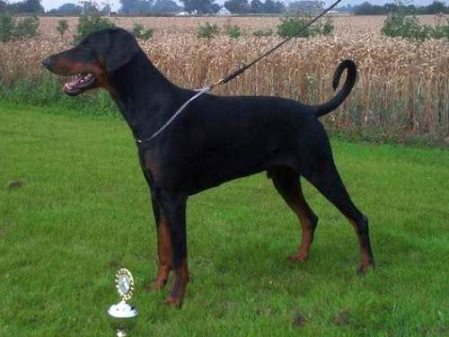 Grusholm Hejk | Black Doberman Pinscher