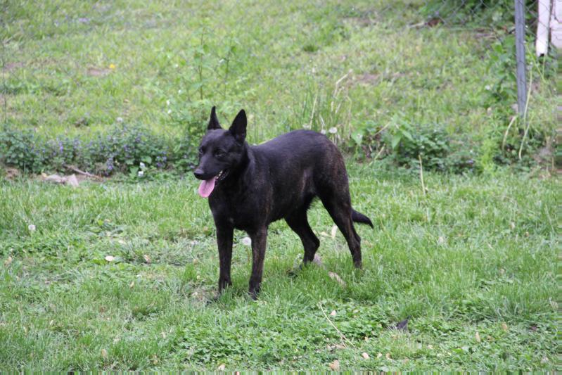 Land of OZ Molly | Dutch Shepherd 