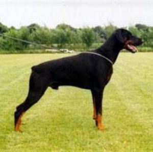 Noran Les Deux Peupliers | Black Doberman Pinscher