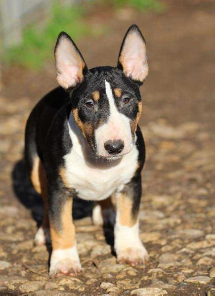 Trick Or Treat Not One Of Us | Bull Terrier 