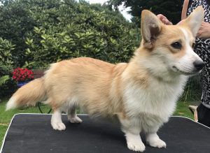 Academia Canis Alice | Pembroke Welsh Corgi 