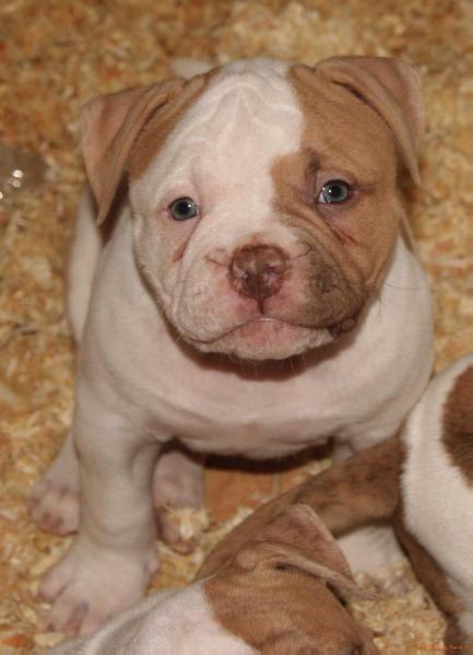 ZEUS BULLDOGISLAND | American Bulldog 