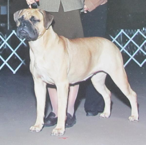 Royal ALLR's His Amazing Grace | Bullmastiff 