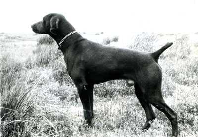 AMMERTAL'S LANCER D | German Shorthaired Pointer 