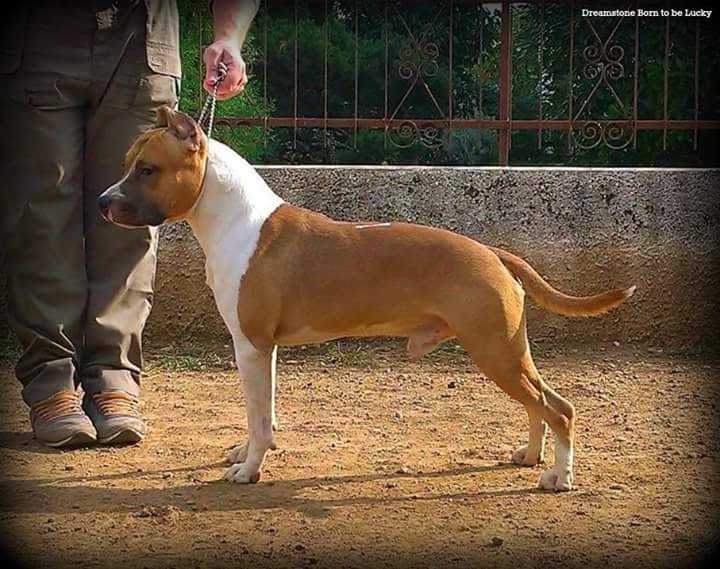 Dreamstone Born to be Lucky | American Staffordshire Terrier 