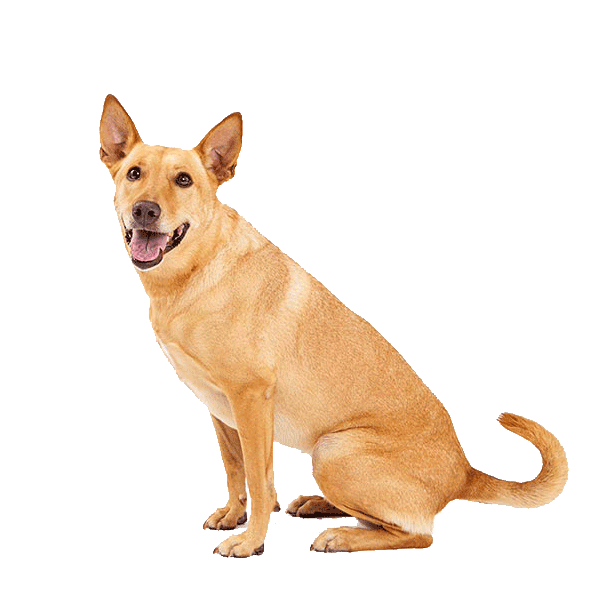 Carolina Dog