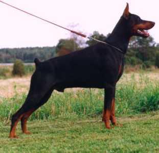 Szedrag Sinisa Betelges | Black Doberman Pinscher