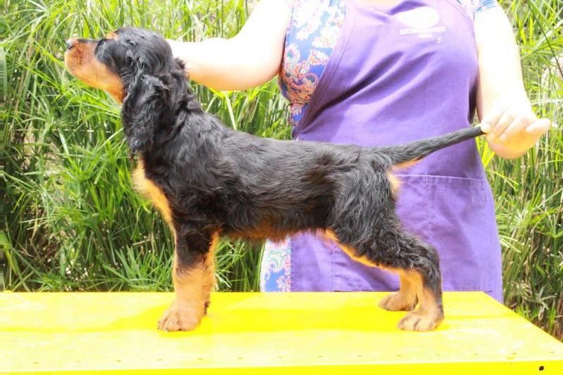 Triaccan Gordon Geraldine | Gordon Setter 