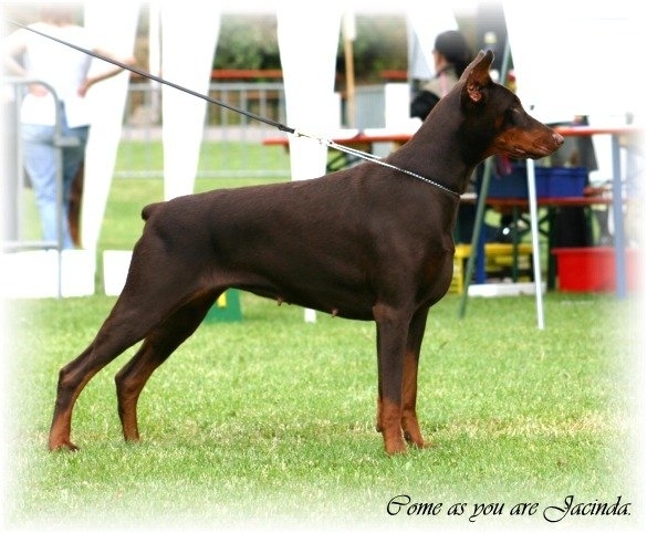 Come as you are Jacinda | Brown Doberman Pinscher