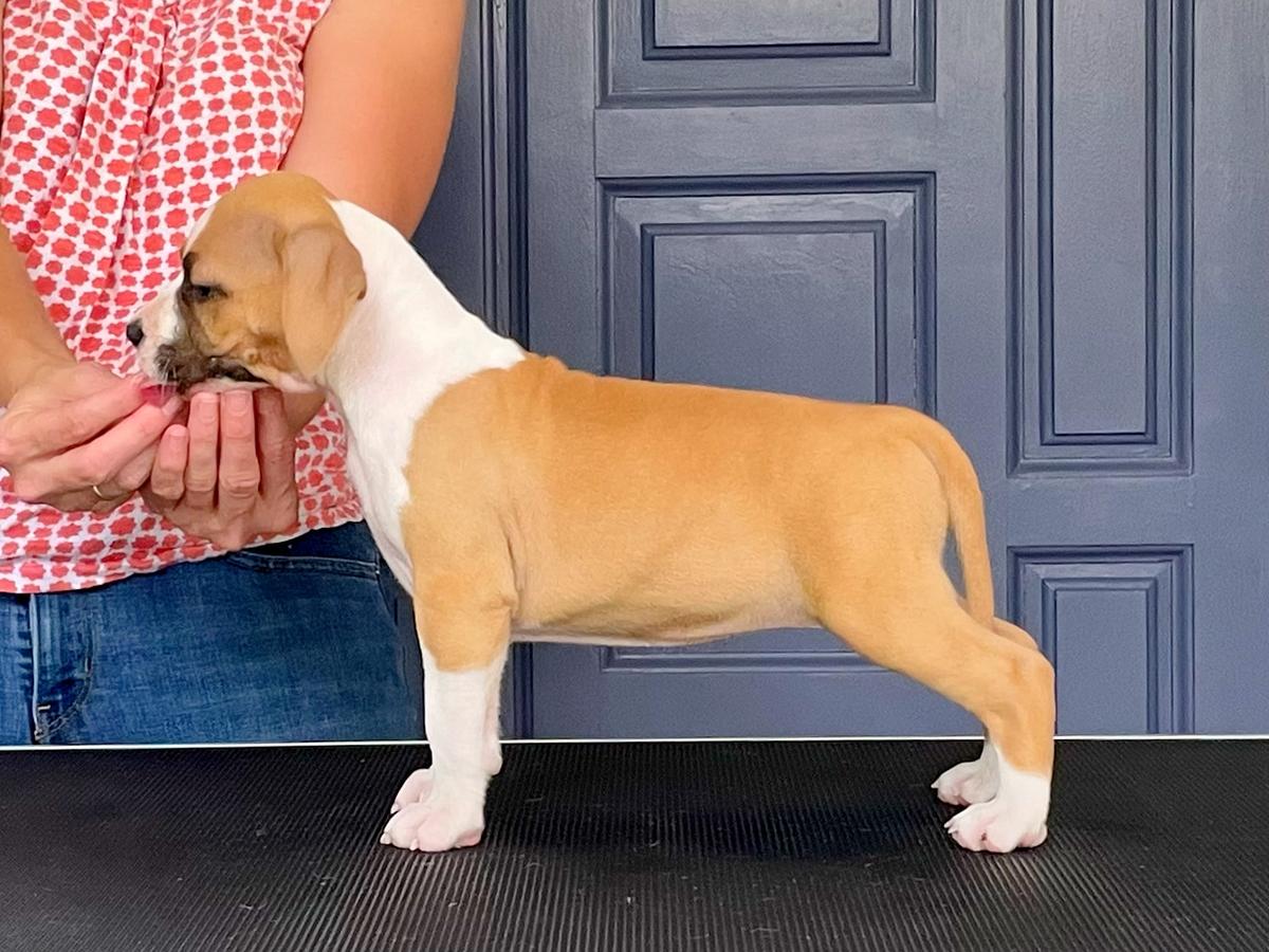 LBK’s Rebel and Proud Lovin’ With Your Whole Soul | American Staffordshire Terrier 