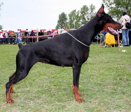 Come as you are Jade | Black Doberman Pinscher