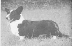 Lanchester Statesman | Cardigan Welsh Corgi 