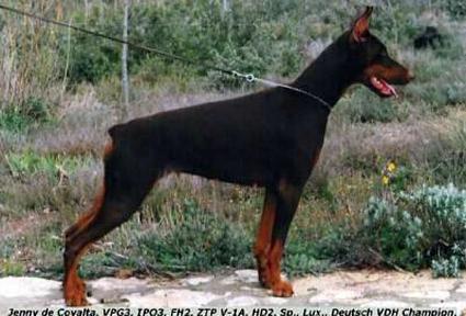 Jenny de Covalta | Brown Doberman Pinscher