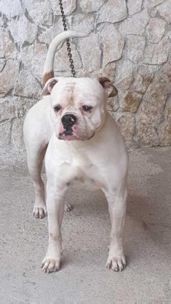 VENEZIA'S Don Ciro | American Bulldog 