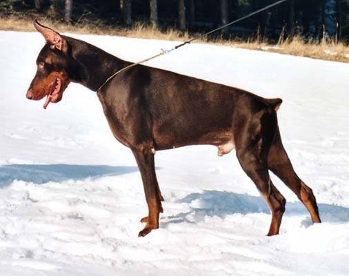 Quandor Quentin del Citone | Brown Doberman Pinscher