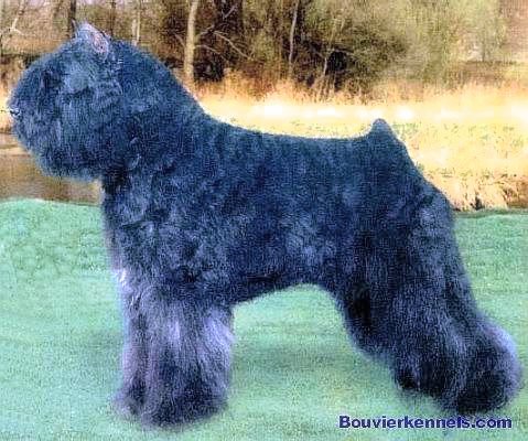 Aristes Quantum Leap | Bouvier des Flandres 