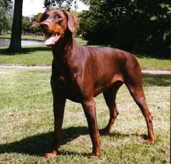 Gwenda Gilaysha v. Godelinde | Brown Doberman Pinscher